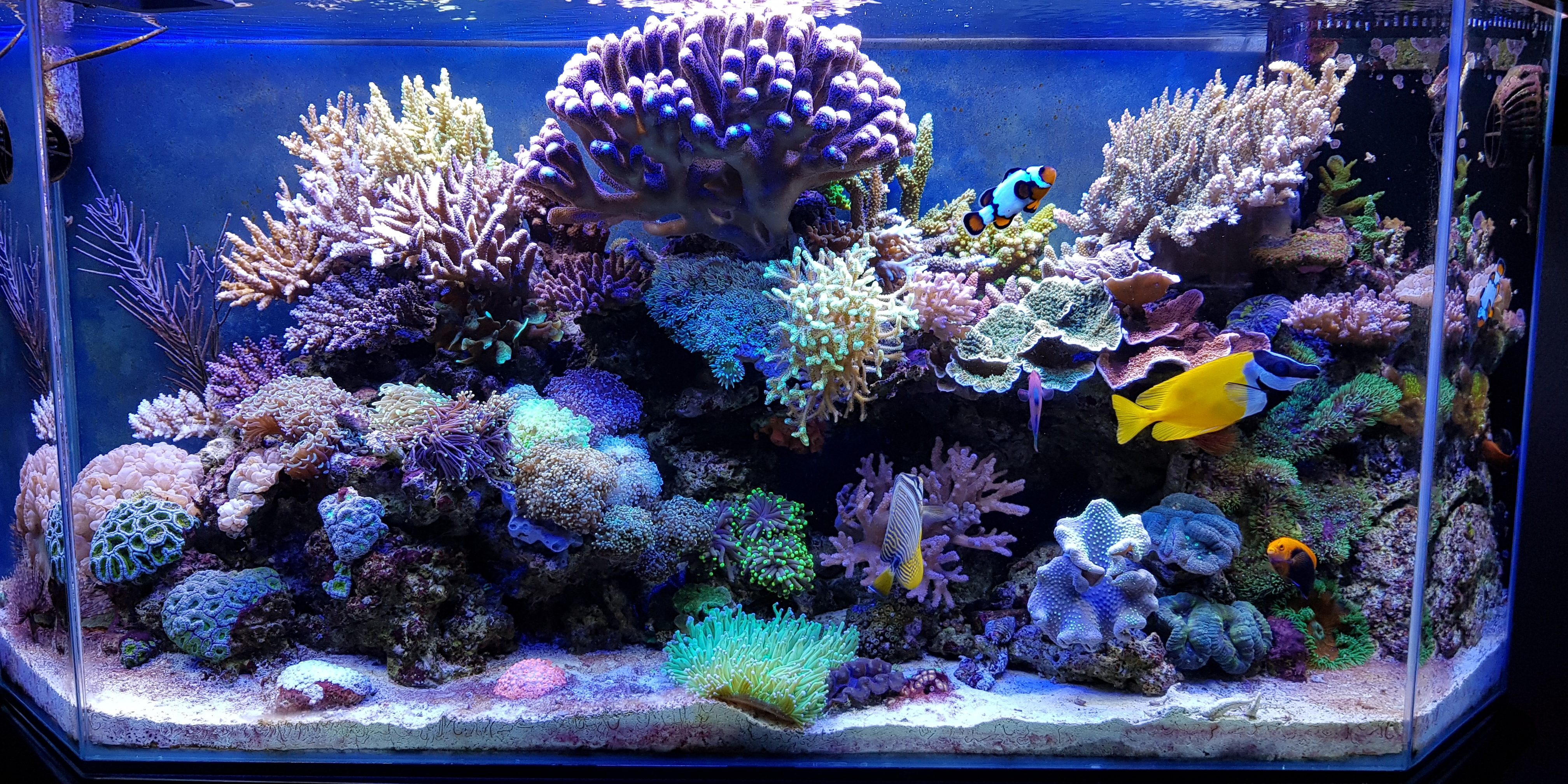 Acquario marino di Daniele G. Coral Bay